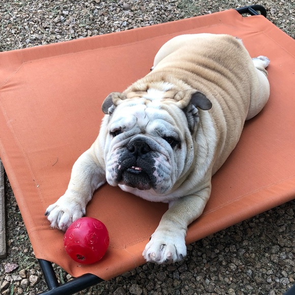 Meet your Poshers!  Chandra, Bear, and Meadow! - Picture 5 of 8